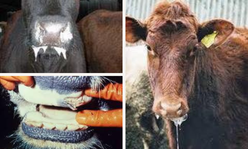 FMD in Cattle A Majorthreat to Dairy Sector SR Publications