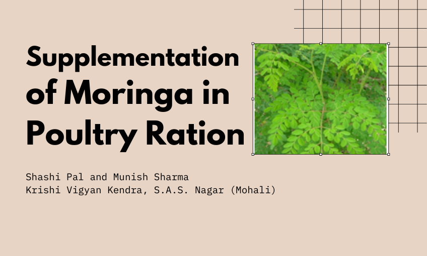 Supplementation of Moringa in Poultry Ration SR Publications