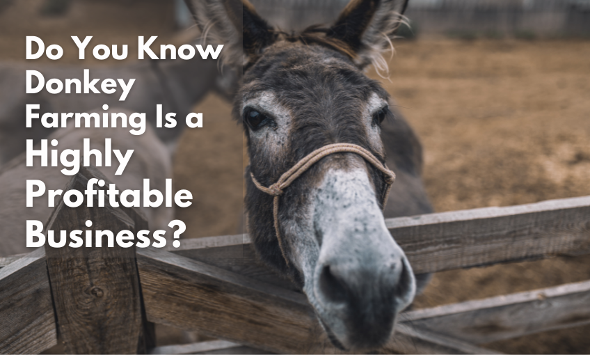 Do You Know Donkey Farming Is a Highly Profitable Business? SR