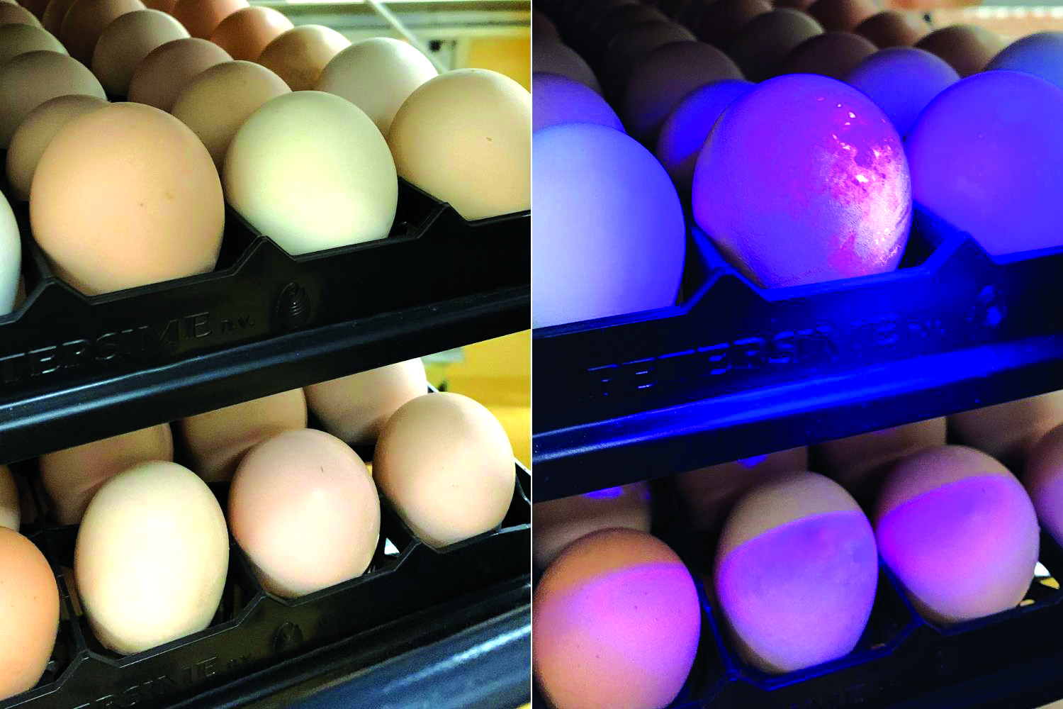 Evaluating the Exterior Quality of Hatching Eggs SR Publications