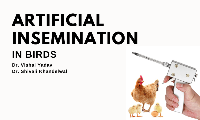 Artificial Insemination in Birds SR Publications