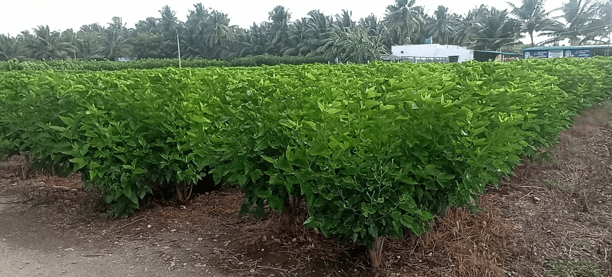 MULBERRY AS AN ALTERNATE FEED FOR LIVESTOCK SR Publications