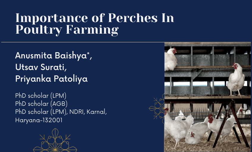 Importance of perches in poultry farming SR Publications