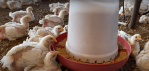poultry crises