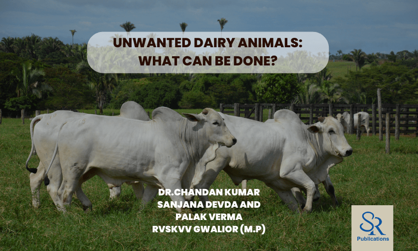 Unwanted dairy animals What can be done? SR Publications