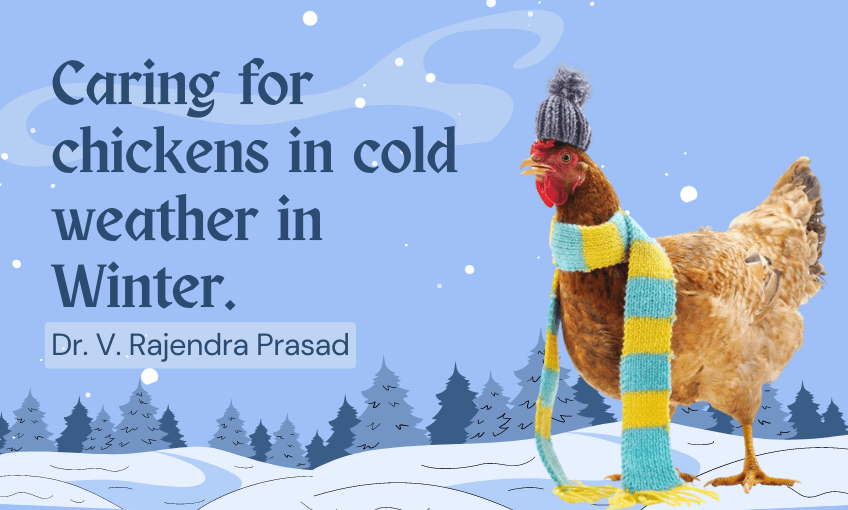 Caring for chickens in cold weather in Winter. SR Publications