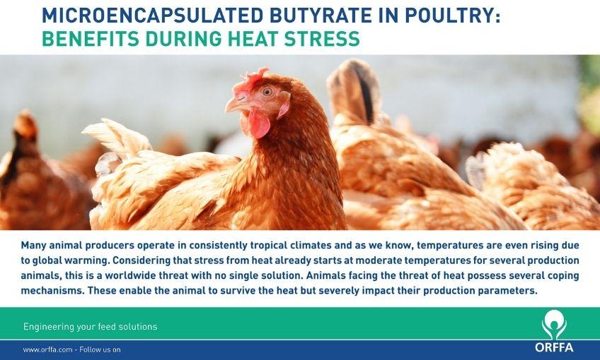 MICROENCAPSULATED BUTYRATE IN POULTRY BENEFITS DURING HEAT STRESS SR
