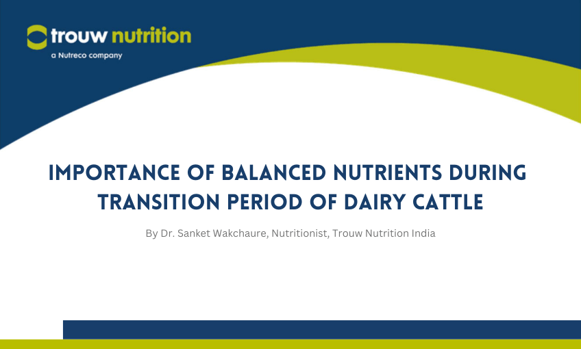 Importance of Balanced Nutrients During Transition Period of Dairy