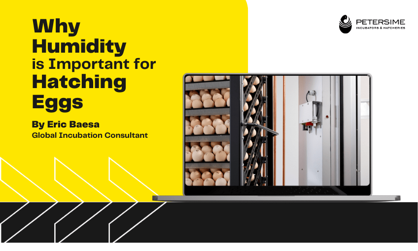Why Humidity is Important for Hatching Eggs SR Publications