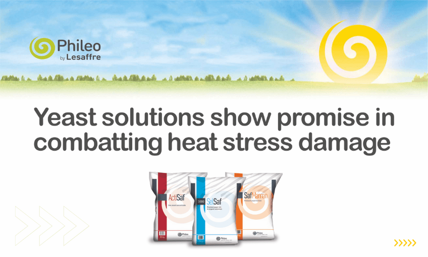 Yeast solutions show promise in combatting heat stress damage SR