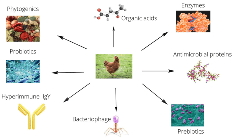 ALTERNATIVE STRATEGIES TO ANTIBIOTICS IN POULTRY PRODUCTION - SR ...