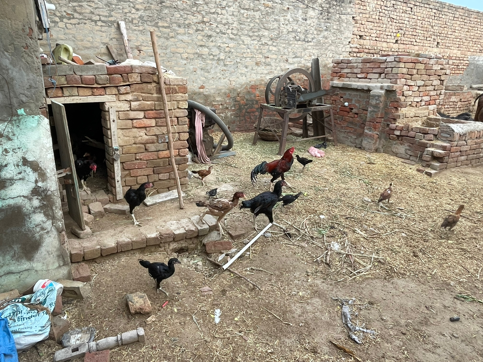 Backyard Poultry Farming – A Way to Empower Farmers – SR Publications