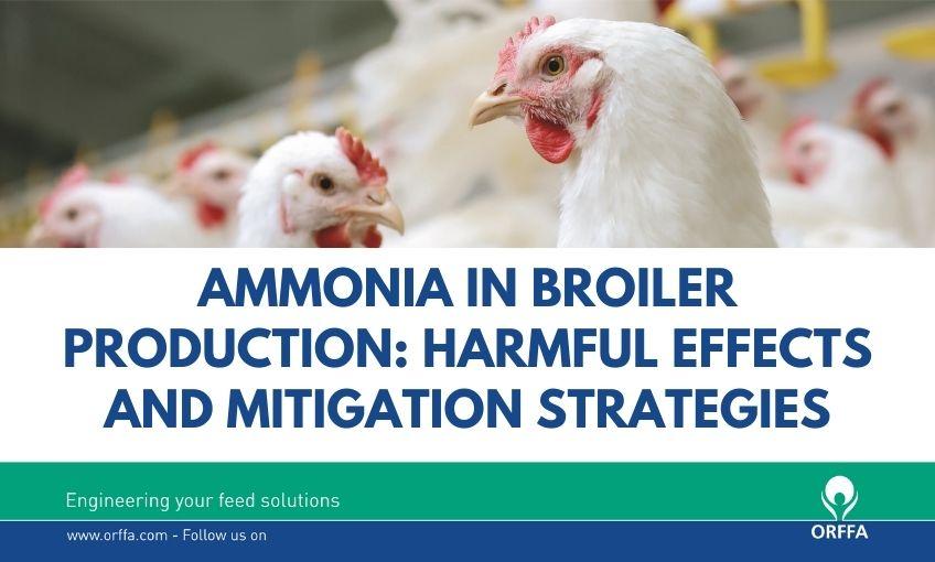 AMMONIA IN BROILER PRODUCTION Harmful Effects and Mitigation