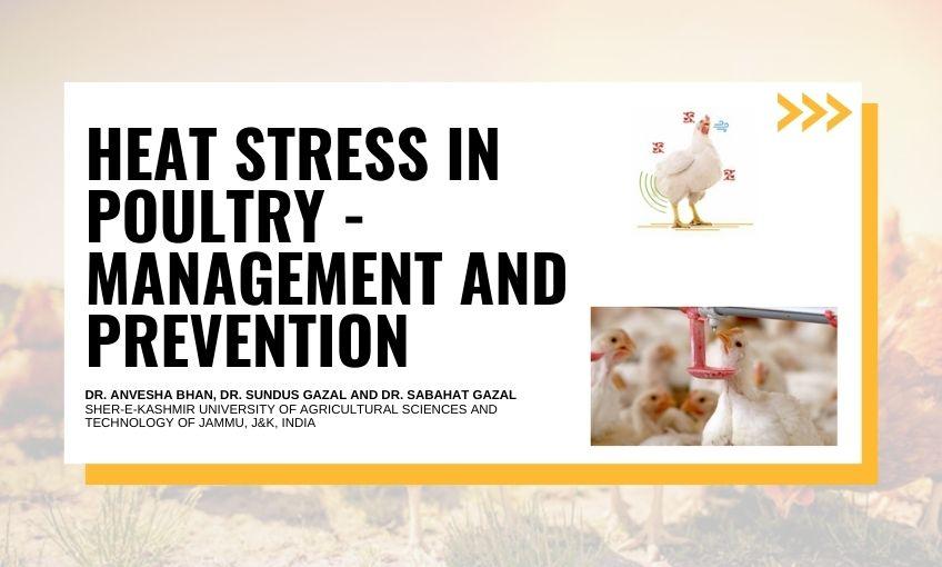 Heat Stress in Poultry Management and Prevention SR Publications