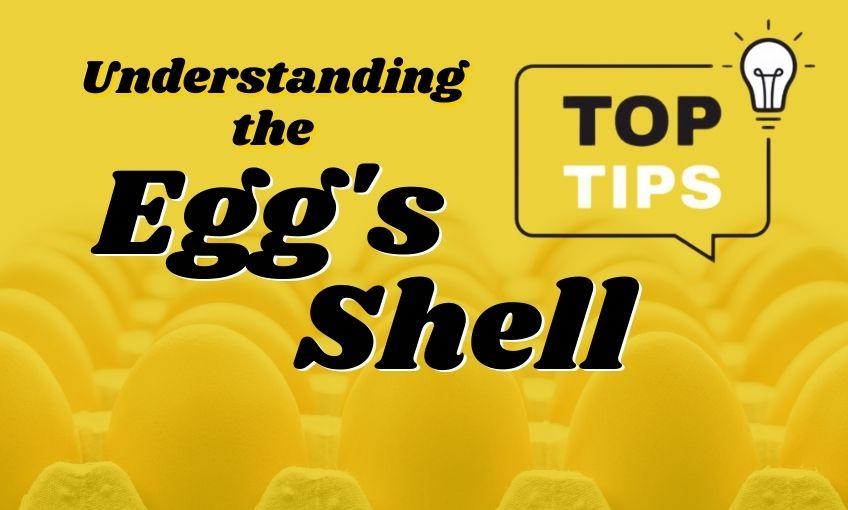 Understanding The Egg’s Shell SR Publications