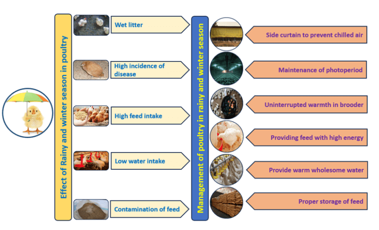 Poultry Management Problem Poultry Management for the Forthcoming Northeast Monsoon and Winter ...