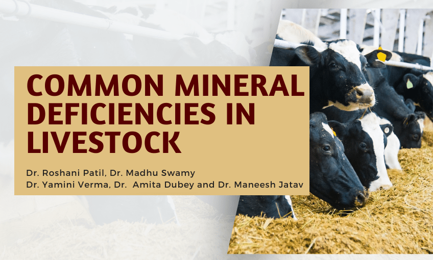 Common Mineral Deficiencies in Livestock SR Publications