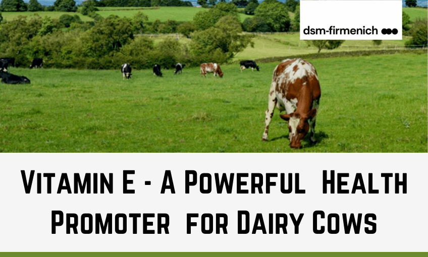 Vitamin E A powerful health promoter for dairy cows SR Publications