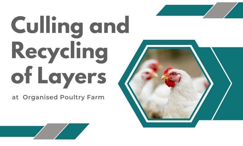 Culling and Recycling of Layers at Organised Poultry Farm SR Publications