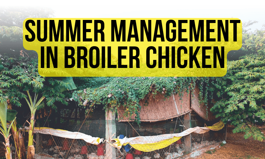 Summer Management in Broiler Chicken - SR Publications