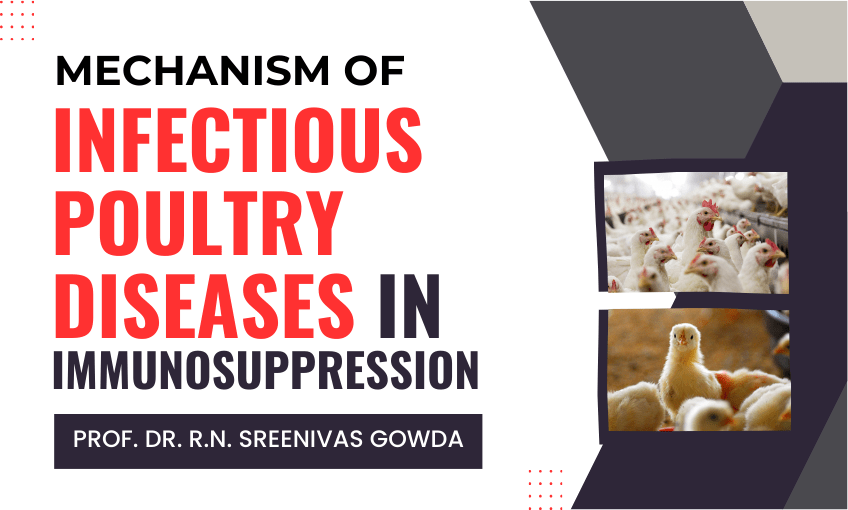Mechanism of Infectious Poultry Diseases in Immunosuppression - SR ...