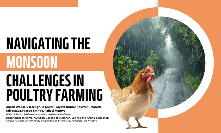 Navigating the Monsoon: Challenges in Poultry Farming - SR Publications
