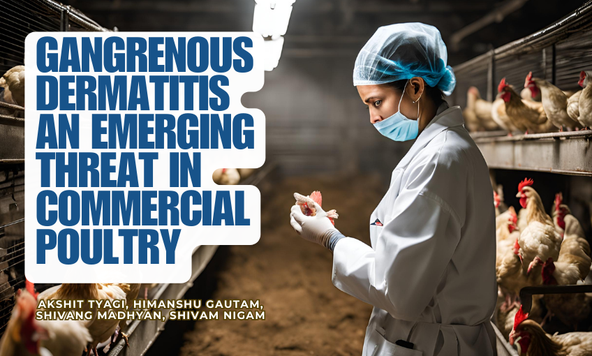 Gangrenous Dermatitis: An Emerging Threat in Commercial Poultry - SR ...