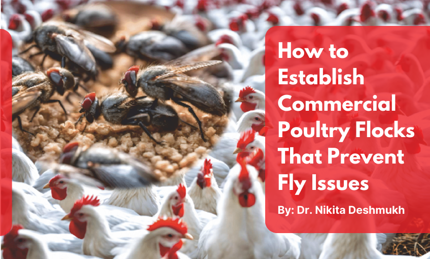 How to Establish Commercial Poultry Flocks That Prevent Fly Issues - SR ...