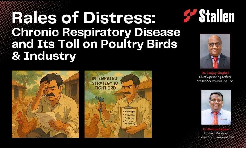 Persistent Rales Rales of Distress: Chronic Respiratory Disease and Its Toll on Poultry ...